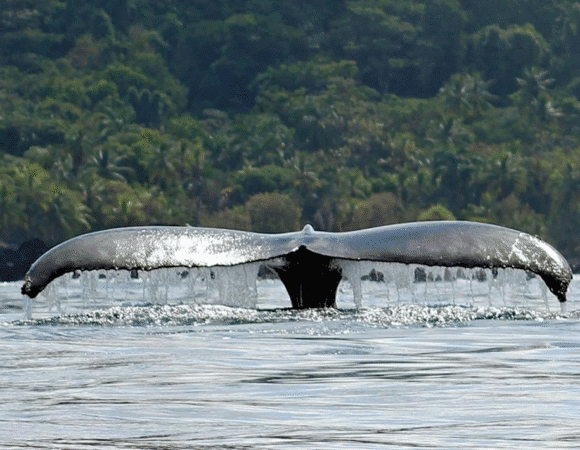 Coastail New 580x450