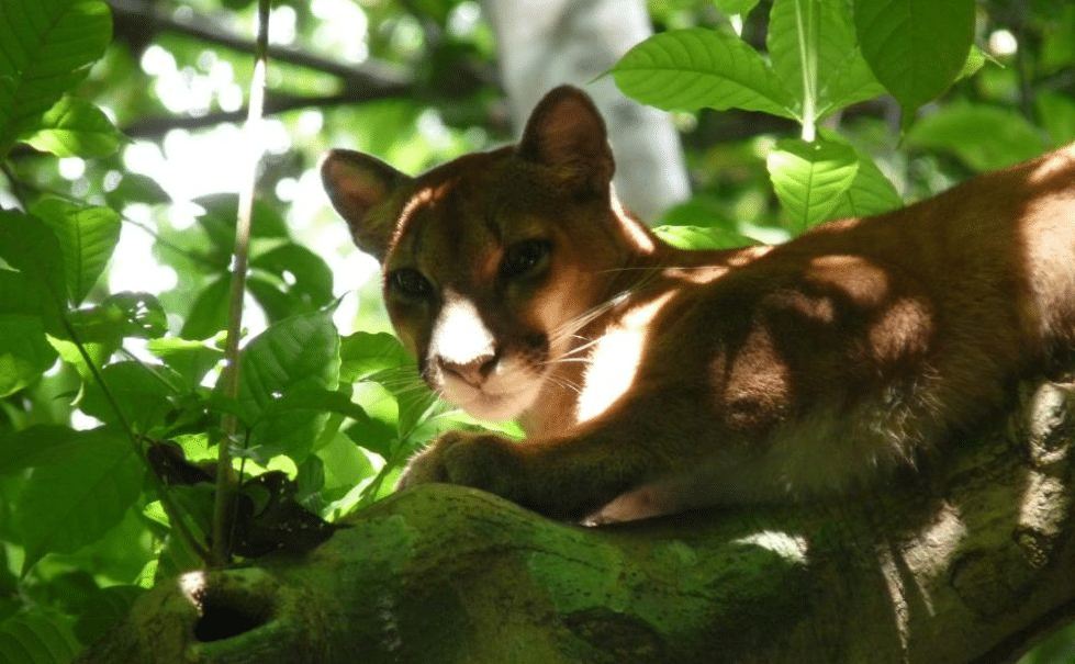 puma corcovado parque 979x605